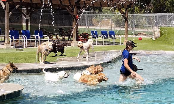 Country Kennels Dawg Water Park photo 2